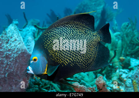 Two French Angelfishes (Pomacanthus paru) above coral reef, Little Tobago, Trinidad and Tobago Stock Photo