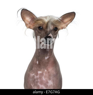 Hairless Chinese crested dog against white background Stock Photo