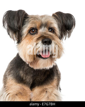 Close-up of a Crossbreed  (10 years old) against white background Stock Photo