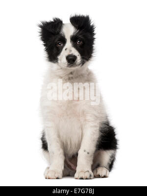 Border Collie puppy (10 weeks old) against white background Stock Photo