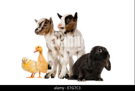 Group of farm animals against white background Stock Photo