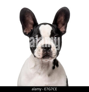 French Bulldog puppy (3 months old) against white background Stock Photo