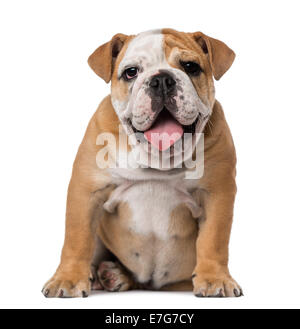 English Bulldog puppy (4 months old) against white background