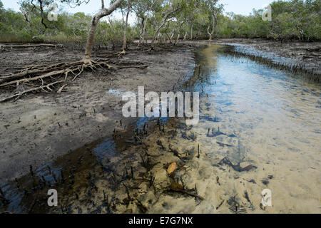 At Myora Springs Stock Photo