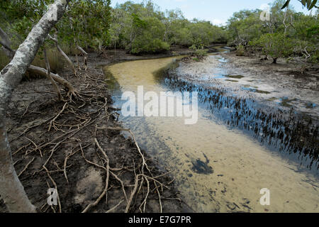 At Myora Springs Stock Photo