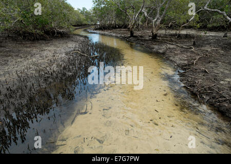 At Myora Springs Stock Photo