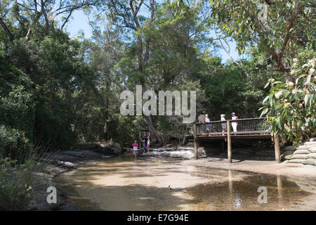 At Myora Springs Stock Photo