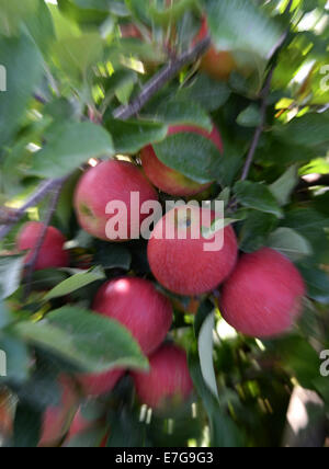 Harvest ripe apples on a tree, 10 September 2014 in Stade, lower saxony, Germany. Stock Photo