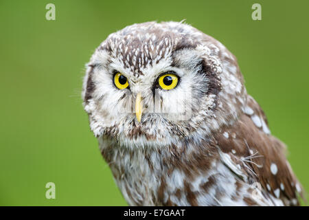Portrait of a male Boreal Owl (Aegolius funereus) - 16 August 2014 Stock Photo