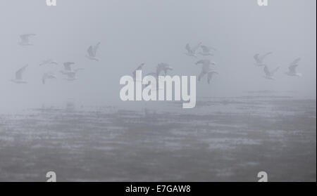 Common Gulls in mist, Larus canus Stock Photo