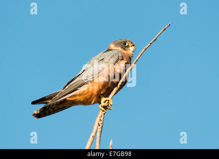 Australian Hobby, Falco longipennis Stock Photo