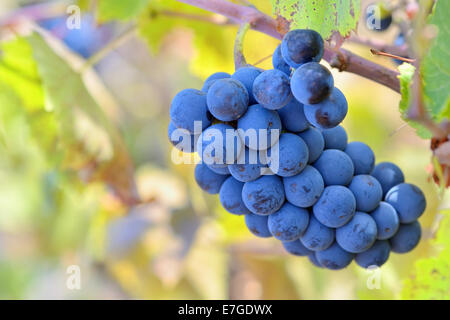 Isolated grapes. Bunch of red grapes hanging on vine with