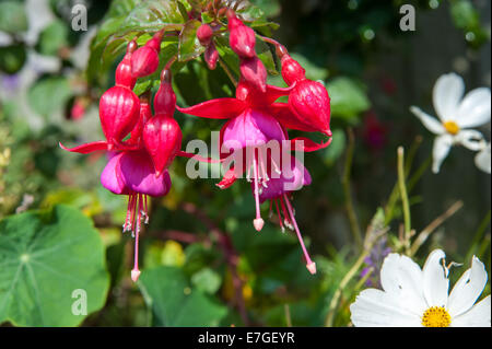 Pink or red fuschia flower plant in full bloom summer Stock Photo