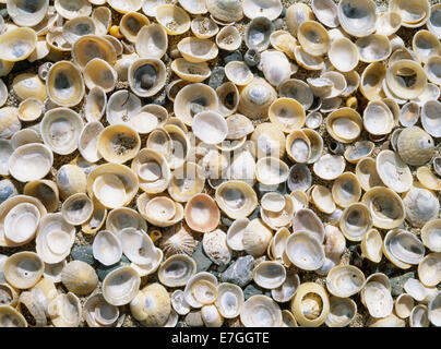Limpet shells on sandy beach, Bardsey Island Stock Photo