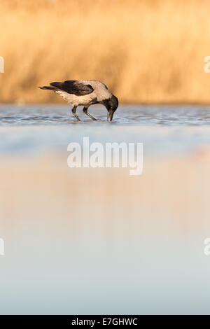 Hooded Crow (Corvus cornix) in shallow water Stock Photo