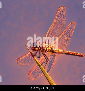 Dragon fly  enjoying the sunset . Stock Photo
