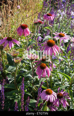 Garden - Maggie's Forest Garden - Echinacea purpurea - Designers - Amanda Waring and Laura Arison - Sponsor - N Stock Photo