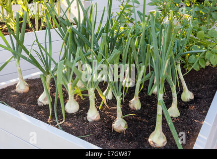 small organic vegetable Garden with a raised bed beds growing vegetables onion onions mammoth - UK