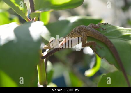 Macro photograph of a brown anole lizard (Anolis sagrei) basking on a green plant stem in natural sunlight. Stock Photo