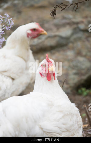 Chickens being raised on a free range farm. Stock Photo