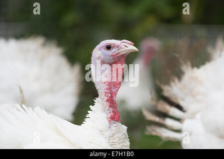 Turkeys being raised for thanksgiving dinner. Stock Photo