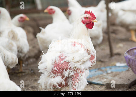 free range chickens being raised for food. Stock Photo