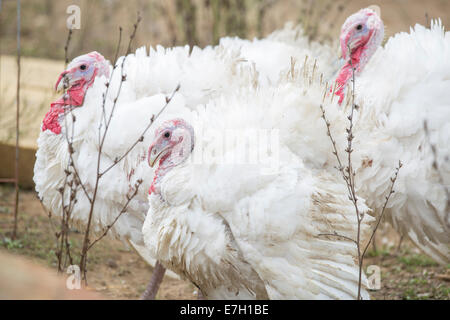Turkeys being raised for thanksgiving dinner. Stock Photo