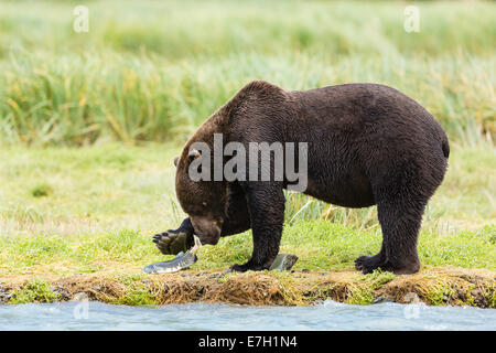 Brown bear with salmon along Geographic Creek at Geographic Harbor in Katmai National Park in Alaska. Stock Photo