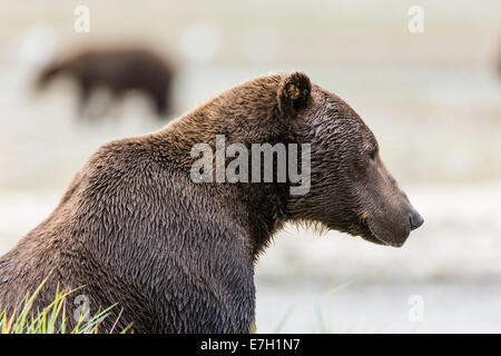 A large brown bear pauses between fishing for salmon at Geographic Harbor in Katmai National Park in Alaska. Stock Photo