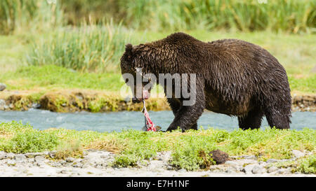 Brown bear eating salmon along Geographic Creek at Geographic Harbor in Katmai National Park in Alaska. Stock Photo