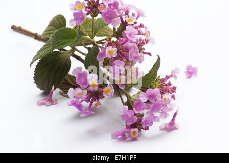 Lantana (Lantana fucata) flowers on white background Stock Photo
