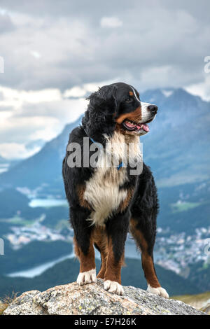 Male Bernese Mountain Dog in front of the Engadine Valley, Muottas Muragl. Switzerland Stock Photo
