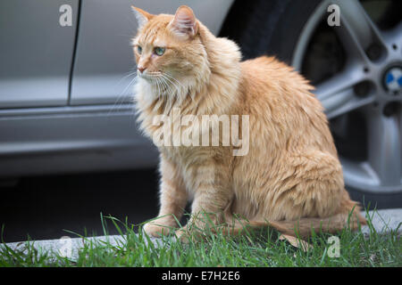 Orange housecat sitting outdoors on a curb beside a car tire. Stock Photo