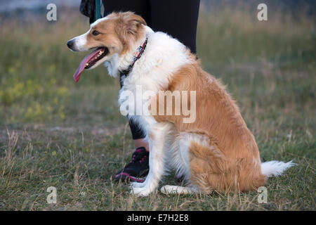 Border collie sitting at heel Stock Photo