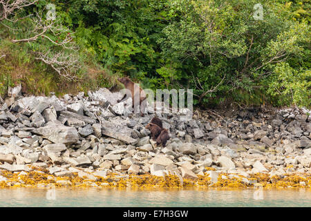 Sow brown bear and cubs foraging for wild berries along Geographic Harbor in Katmai National Park in Alaska. Stock Photo