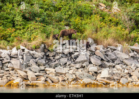 Sow brown bear and cubs foraging for wild berries along Geographic Harbor in Katmai National Park in Alaska. Stock Photo