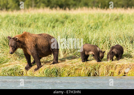 Sow brown bear looks for spawning salmon as her cubs feed on scraps at Geographic Harbor in Katmai National Park in Alaska. Stock Photo