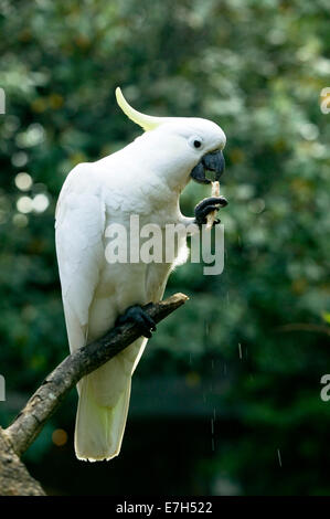 A sulphur-crested cockatoo perched on a tree branch eating a biscuit. Stock Photo