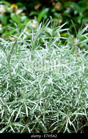 Close-up shot of a curry plant in natural setting. Stock Photo