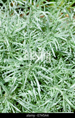 Close-up shot of a curry plant in natural setting. Stock Photo