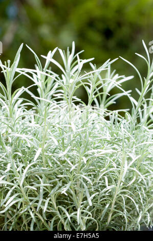 Close-up shot of a curry plant in natural setting. Stock Photo