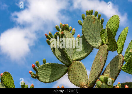 Green flat rounded cladodes of opuntia cactus with buds against blue sky with white clouds in Israel.