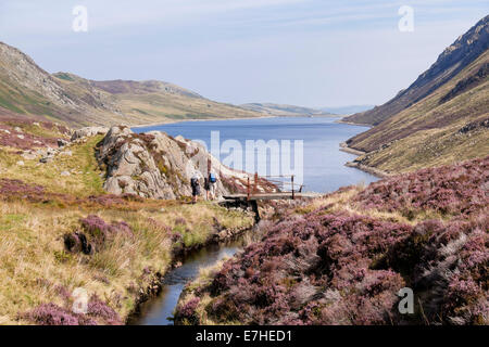 Looking north along a mountain stream feeding Llyn Cowlyd Reservoir with wild purple heather flowering in Snowdonia National Park (Eryri) Wales UK Stock Photo