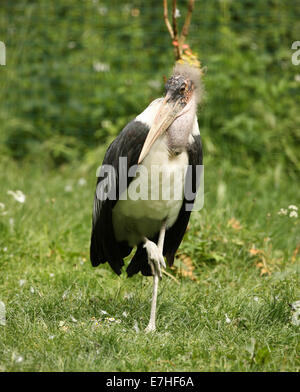 Portrait of a Marabou Stork Stock Photo
