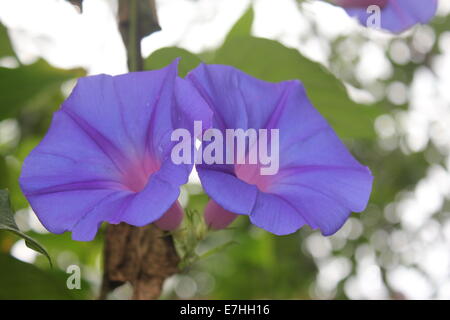 Pair of blue and purple bell shaped flowers