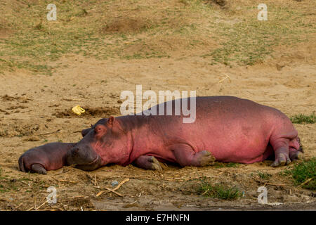 A mother and baby hippo sleep near the Kazinga Channel in Uganda. Stock Photo