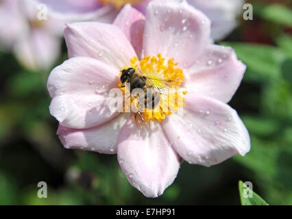 Honey bee resting on a Chinese Anemone flower Anemone hupehensis 'Hadspen Abundance' Stock Photo