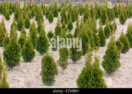 Nursery for green Thuja in nature Stock Photo