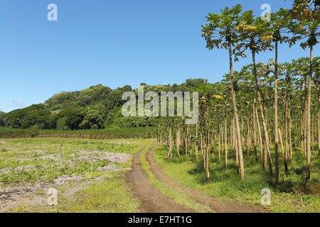 A grove of papaya trees growing in the tropical climate of Hawaii Stock Photo