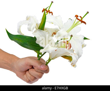 Bouquet of white lily in hand isolated over white Stock Photo